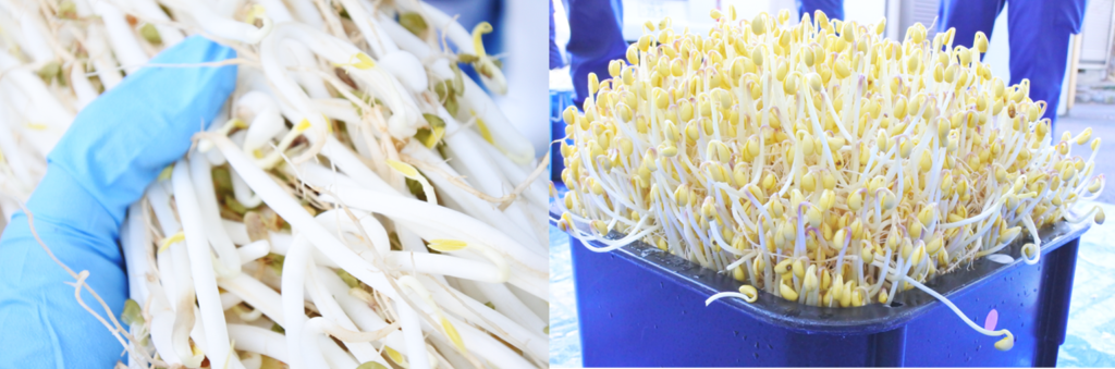 beansprouts TOP